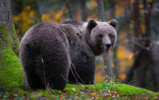 Slika medveda, ki jo je posnel Miran Krapež